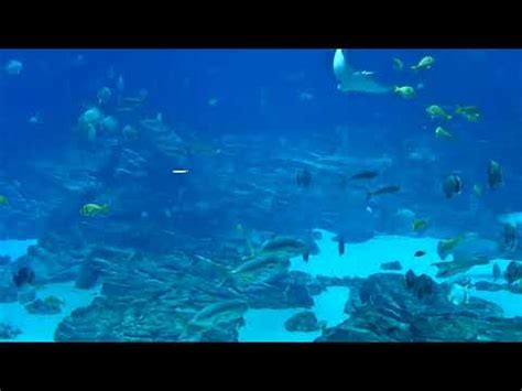georgia aquarium ocean voyager webcam